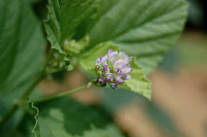 Bakuchiol plant — nature's retinol alternative for sensitive skin