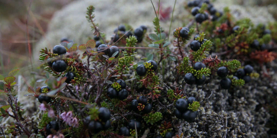 Wildcrafted Icelandic botanicals — wild nettle, yarrow and arctic thyme from Iceland