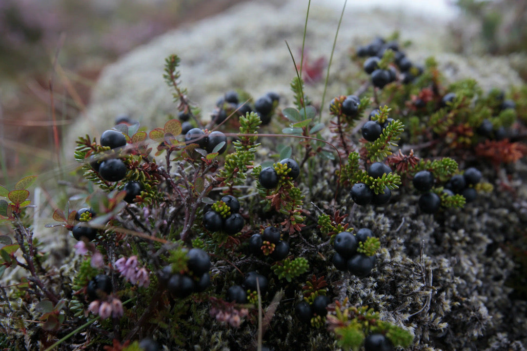 Wildcrafted Icelandic botanicals — wild nettle, yarrow and arctic thyme from Iceland