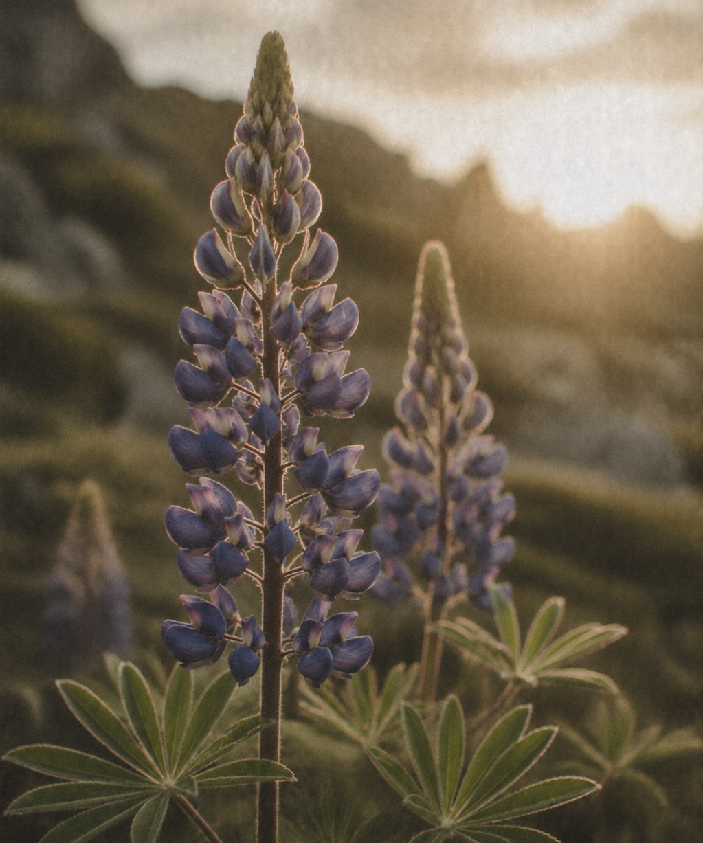 ANGAN Lupine Bloom Peptide Moisturizer — Q&A with founder Íris Laxdal