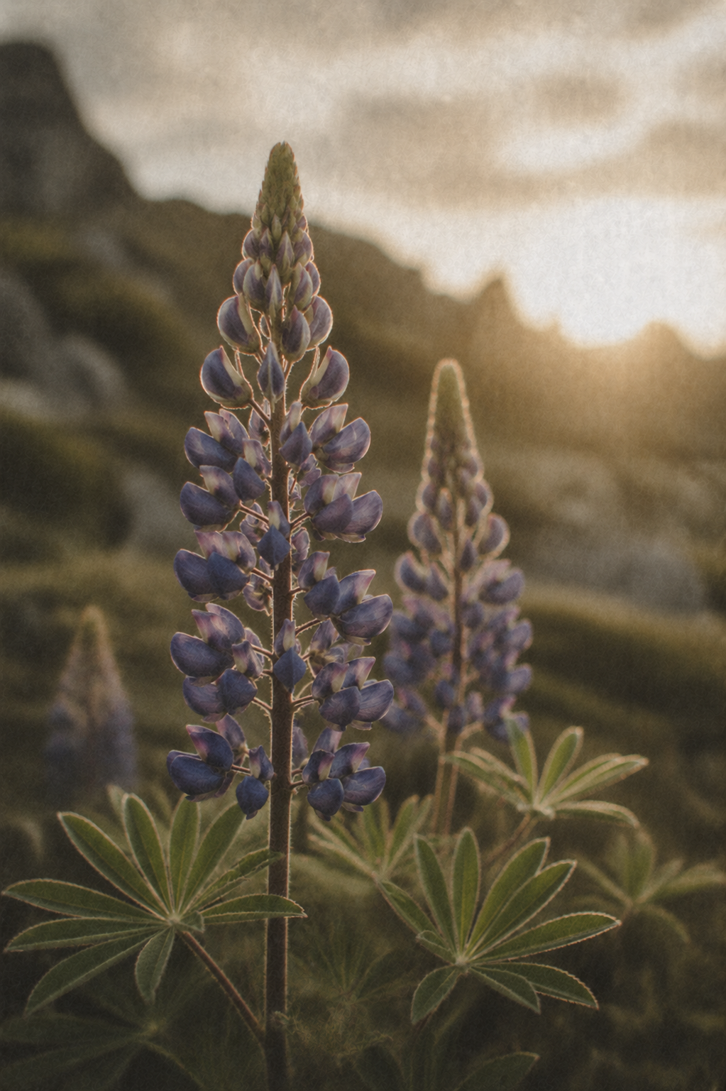 ANGAN Lupine Bloom Peptide Moisturizer — Q&A with founder Íris Laxdal